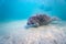 Extreme wide angle shot of a wild West Indian Manatee