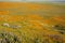 Extreme wide angle view of the Antelope Valley Poppy Reserve poppies wildflower field during the superbloom