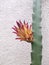 Extremely beautiful epiphyllum flower