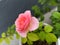 Extremely Beautiful Pink rose with blurry background