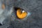 Extremely close-up of cat eye