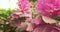 extremely close-up detailed, colorful ornamental cabbage on a flower bed