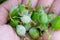 Extremely close up photo of Little young unripe gooseberry berries damaged by Powdery mildew fungi.