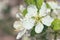 Extremely close up photo of white petals of blooming cherry tree with green leaves. Macro