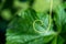 Extremely close up of a plant spiral - selective focus