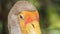 Extremely Closeup Sandhill Crane with Big Beak Looks to Camera