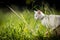 Extremely cute white kitten on a lovely meadow