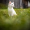 Extremely cute white kitten on a lovely meadow