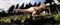 Extremely detailed and realistic high resolution 3d illustration of a T-Rex Tyranno Saurus Dinosaur in the Forest