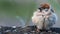 Extremely fluffy eurasian tree sparrow Passer montanus