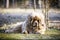 Extremely hairy blond dog closeup