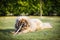 Extremely hairy blond dog on grass