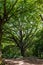 Extremely large tree being illuminated by the sun. Lovely green leaves being lit by the sun.