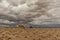 An extremely lean cow grazing in the Namibia desert.