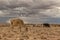 An extremely lean cow grazing in the Namibia desert.