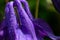 Extremely macro of back side of purple granny`s bonnet