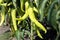 Extremely pointed sweet pepper on a vegetable shaft