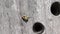 An extremely rare Bee Beetle, Trichius fasciatus, has just come out of a hole in a piece of wood and then it fly`s.