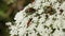 Extremely rare Bee Beetles, Trichius fasciatus, feeding on the pollen of a wild carrot flower in a meadow.