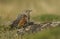 An extremely rare juvenile Rock Thrush Monticola saxatilis perched on a rock in Wales, UK.