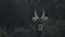 Extremely rare, melanistic male waterbuck, in the Aberdare National Park bush, Kenya, on a rainy da