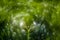 Extremely Swirly Bokeh nature detail of wild meadow