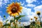 an extremely tall sunflower in a field of normal-sized flowers