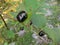 Extremely toxic Deadly nightshade berry grown in forest in Austr