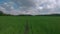 Extremly close flying along the green young wheat field at spring sunny day by drone