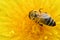 extremly macro shot of working bee at yellow flower- dandelion