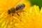 extremly macro shot of working bee at yellow flower- dandelion