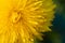 extremly macro shot of yellow flower- dandelion