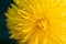 extremly macro shot of yellow flower- dandelion