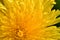 extremly macro shot of yellow flower- dandelion. sunny