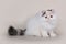 Extrimal persian kitten