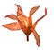 Extruded dried lily flower petals