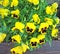 Extruded sunflower on a canvas background