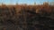 Exture burnt grass. Black background of scorched earth after fire. Aftermath of a devastating forest fire after a very