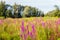 Exuberant flowering Purple Loosestrife in the foreground of a na