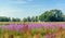 Exuberant flowering wild plants in a Dutch landscape