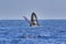 Exuberant, joyful breach by a humpback whale on Maui.