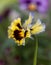 Exuberant Pansy Flower Dancing Joyfully in Garden