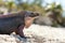Exuma island iguana in the bahamas