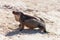 Exuma island iguana in the bahamas