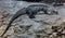 Exuma rock iguana 1