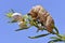 Exuvia of cicada