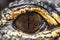 Eye of the American caiman. Very close