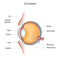 Eye anatomy diagram vector illustration