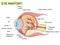 Eye anatomy with labeled structure scheme for human optic outline diagram. Educational physiological and medical sight