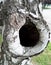 Eye of birch